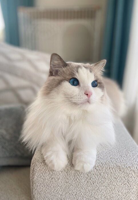 前足を揃えているラグドール