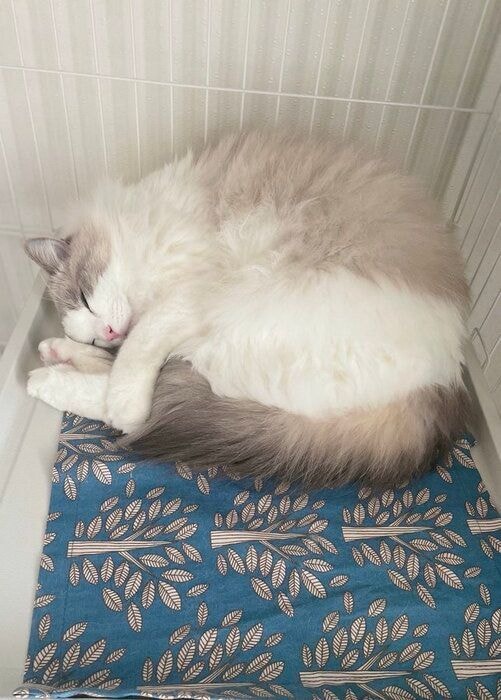 丸まって寝ているラグドール