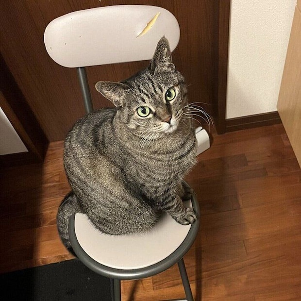 「小さな顔と触るとふわふわなところ」がチャームポイントだという蘭ちゃん