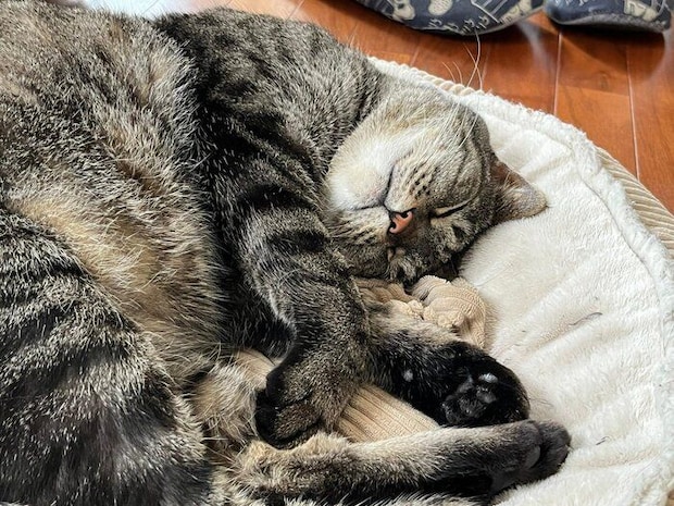 成長後の蘭ちゃんの様子　自己主張やこだわりが強い一面もあるのだとか