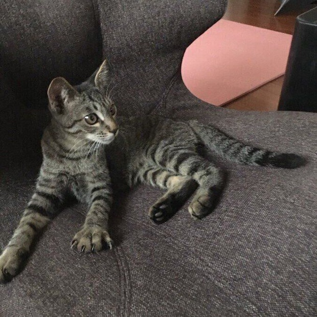 保護した日に撮影された1枚　小さくてかわいらしい