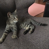 約8年前に自宅前で鳴いている子猫を保護しお迎え→「ずっと元気で長生きしてほしい」シニアになった愛猫への想いが溢れる