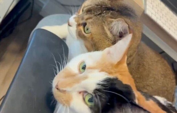 満足そうなおこめちゃん、しらすちゃん