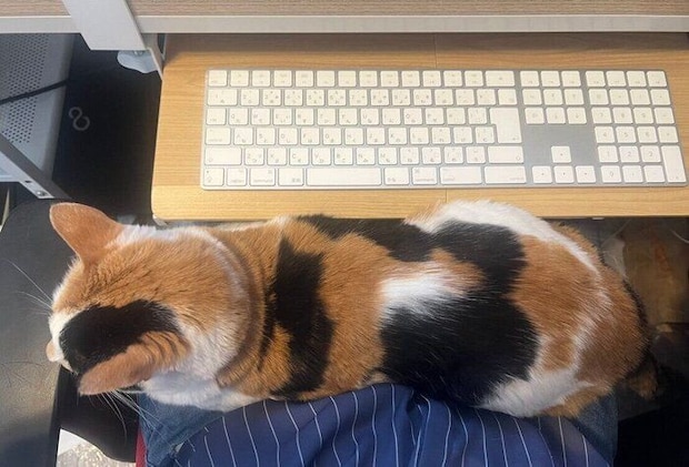 オキさんの膝の上に来るしらすちゃん