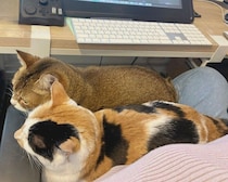 仕事中、膝に2匹同時に乗ってくる猫たちが「とにかく重い」　幸せな悩みにほっこり