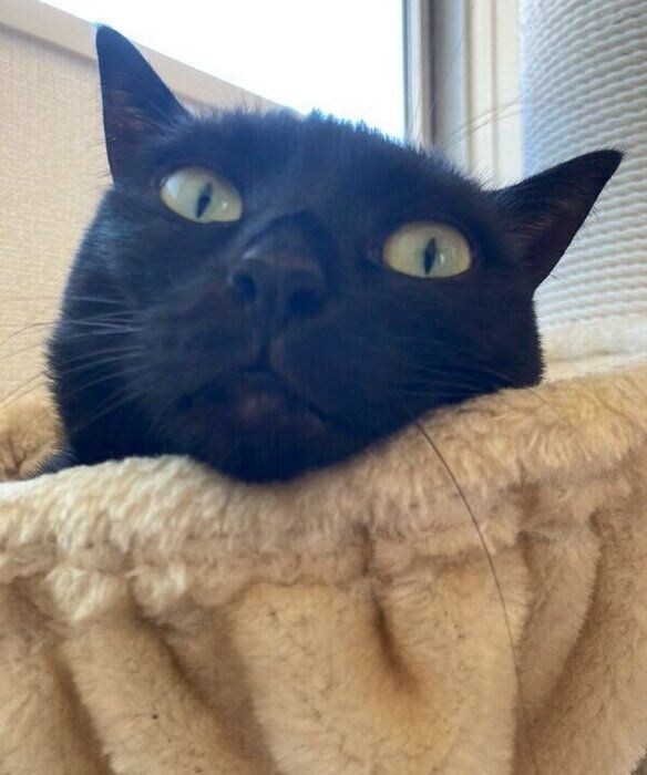 まったりするあさりちゃん