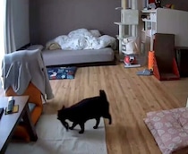 留守番中にぬいぐるみをくわえて、部屋の中をウロウロする猫　行動からわかる心理は？｜獣医師解説