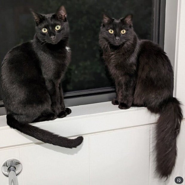 ニャルソックをする2匹