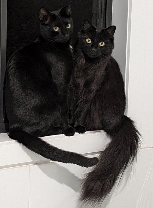 ニャルソックをする2匹