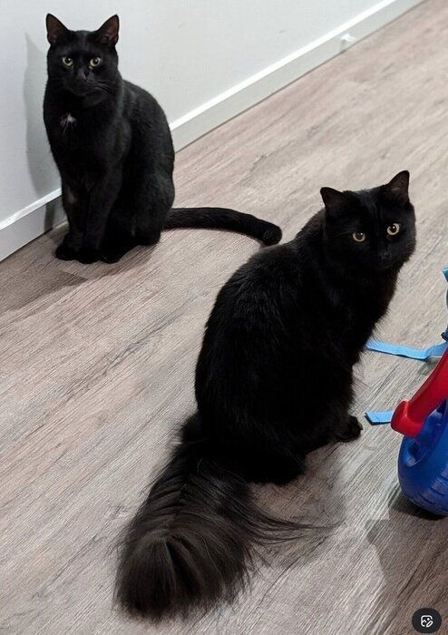 ベアくんとモアちゃん