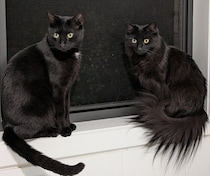 兄妹じゃないのに顔がそっくり！　しっぽは真逆、ニャルソック中の元保護猫2匹に反響