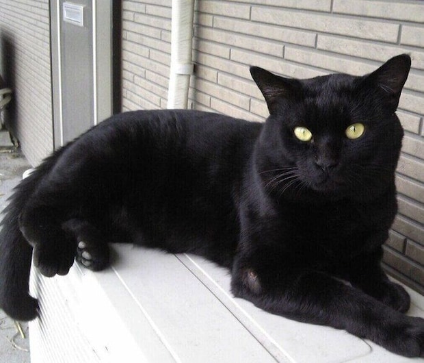 野良猫時代のにゃんきちくん