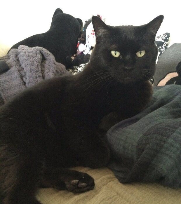 くつろぐにゃんきちくん