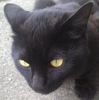 野良猫時代のにゃんきちくん