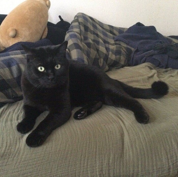 まったりするにゃんきちくん