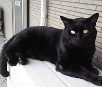 「入れて」と窓に張り付いた夜から9年　ワイルドだった元野良猫が、今ではすっかり甘えん坊に