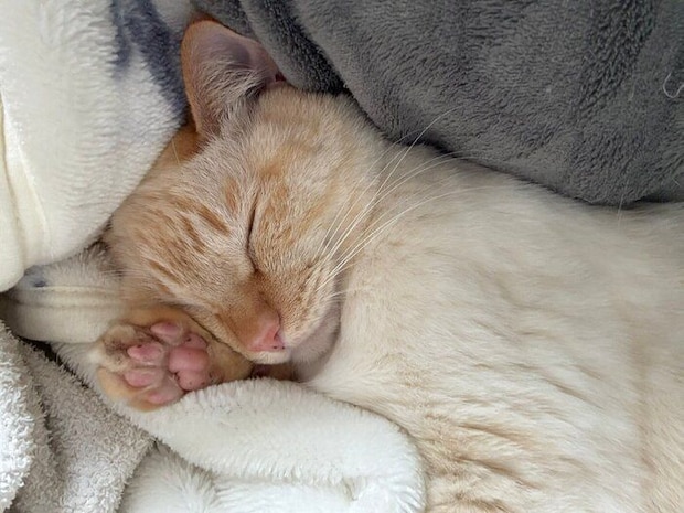 かわいすぎるバムくんの寝顔 「ピンクでプニプニな肉球も魅力」なのだとか