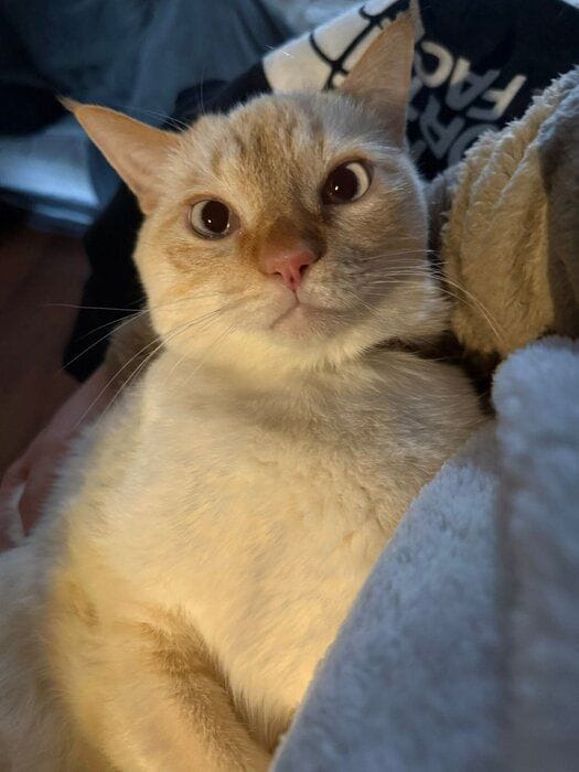 「感情が顔に出てわかりやすいところもかわいくて仕方がない」と飼い主さんが