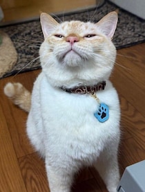 おもちゃの音を聞きつけ慌ててやってきた猫が約2.3万「いいね」で話題！「ショボショボしているときの顔ってかわいい」の声も