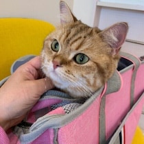 ゴハンは1日何回？「猫のお世話」の実態について調査！専門家の解説も