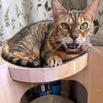 10年前の調査と違いが！　名前を呼ぶと「返事」をする猫が増えた理由を専門家が考察