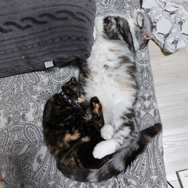 くっついて寝るうなぎちゃん、まるくん