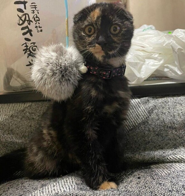 保護されてすぐのころのうなぎちゃん