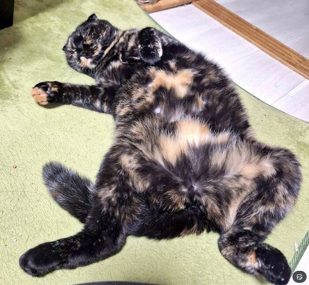 無防備な姿で眠るうなぎちゃん