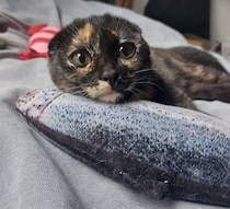 「里親が見つかるまで」と預かった保護猫、1カ月後に正式に家族へ　“唯一無二の見た目”で飼い主を魅了