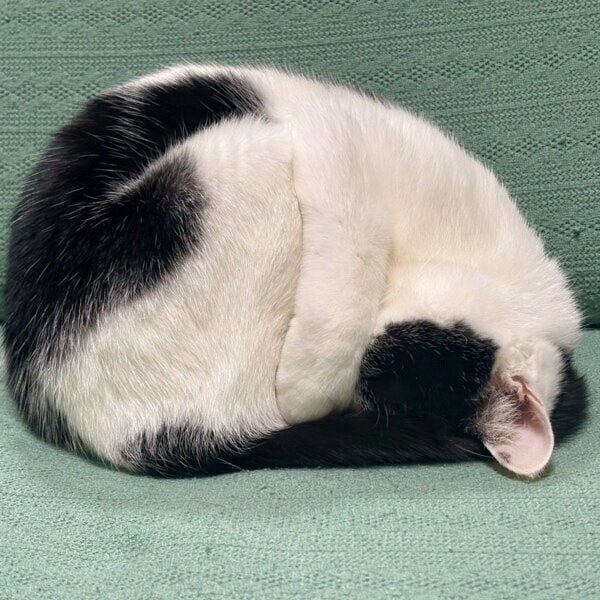 新種の「ごめん寝」をするむすびくん