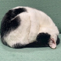 憧れの「ごめん寝」をついに目撃！と思いきや、「あれ、違う？」　元保護猫の独特すぎる寝姿に反響