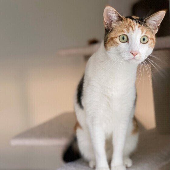 来客チェックをするミケのつばきちゃん