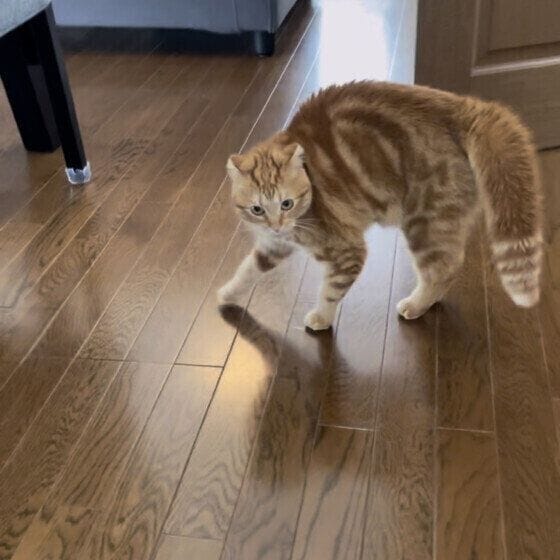 やんのかステップをするマンチカンの姫ちゃん