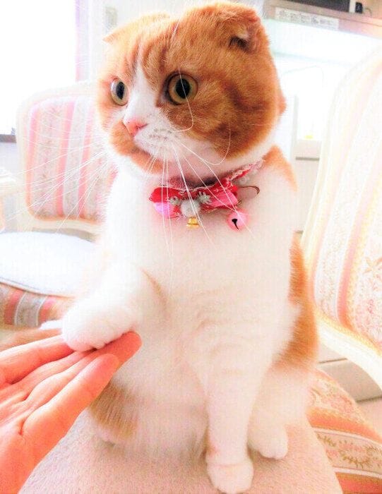 オテをするななちゃん