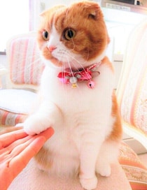 みんなの愛猫はどう？「猫の行動」に関する調査結果を発表！専門家の解説も