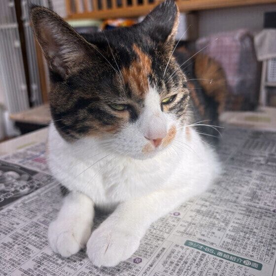 新聞紙の上に乗るみぃちゃん