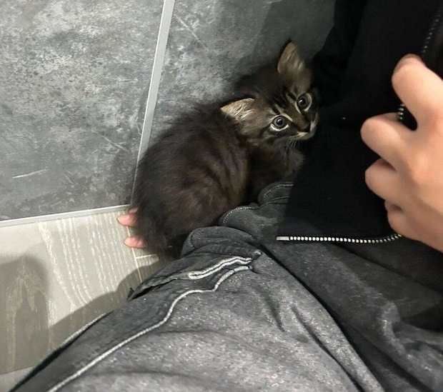 お迎え初日に撮影したてんちゃん