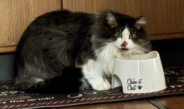 母猫・フワちゃん