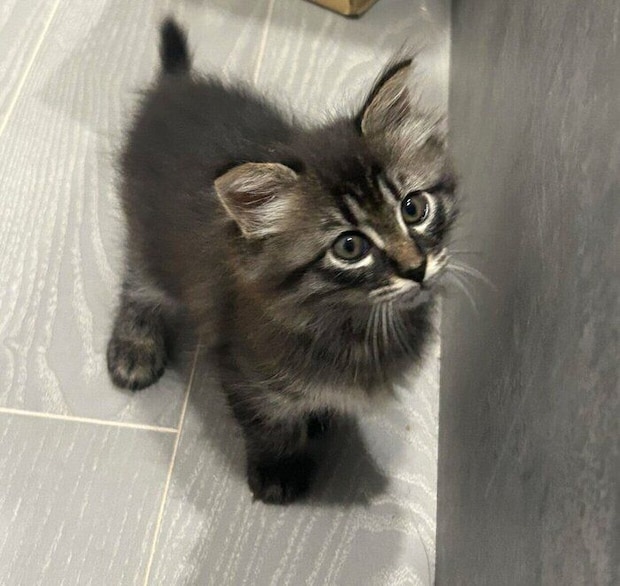 お迎えしたばかりのころのてんちゃん