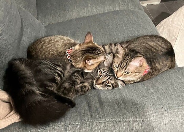 「猫団子」をする3匹