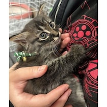 「この子猫はうちのコになる」と感じて迎えた保護子猫　生後8カ月で“犬みたいなコ”に成長