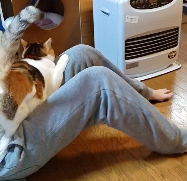 娘さんの膝の上に乗るテンちゃん