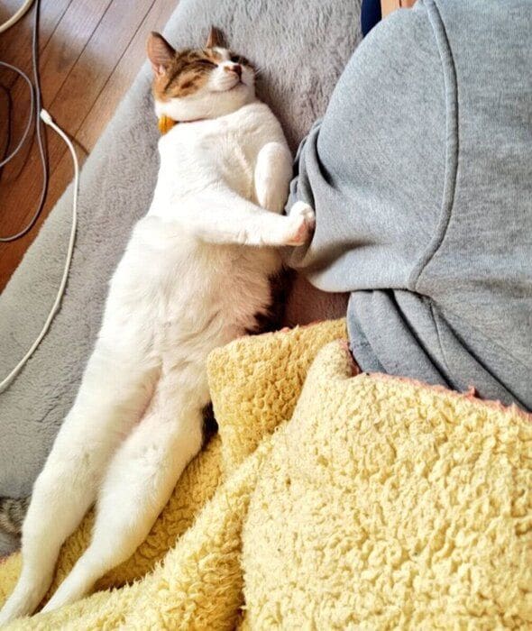 娘さんと一緒に昼寝をするテンちゃん