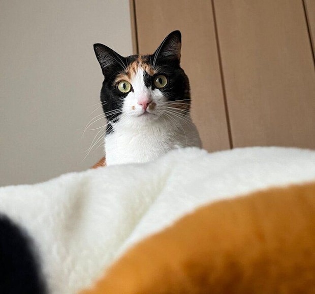 飼い主さんを起こしに来たてぃらのちゃん。