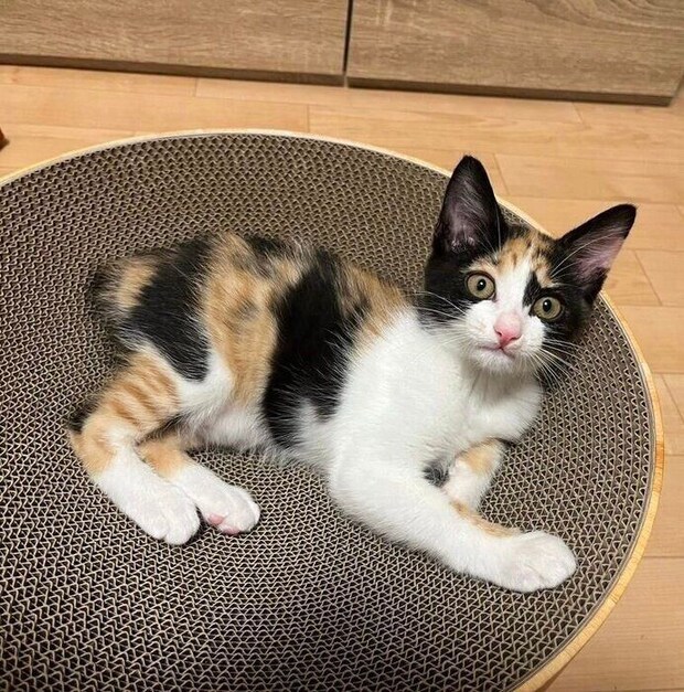 爪研ぎの上にちょこんと寝そべる、てぃらのちゃん。