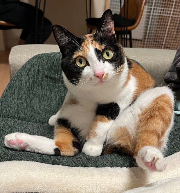 可愛いポーズをするてぃらのちゃん。