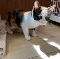 お迎え初日から膝の上で爆睡していたやんちゃな保護猫　人見知りゼロの素顔に思わずキュン