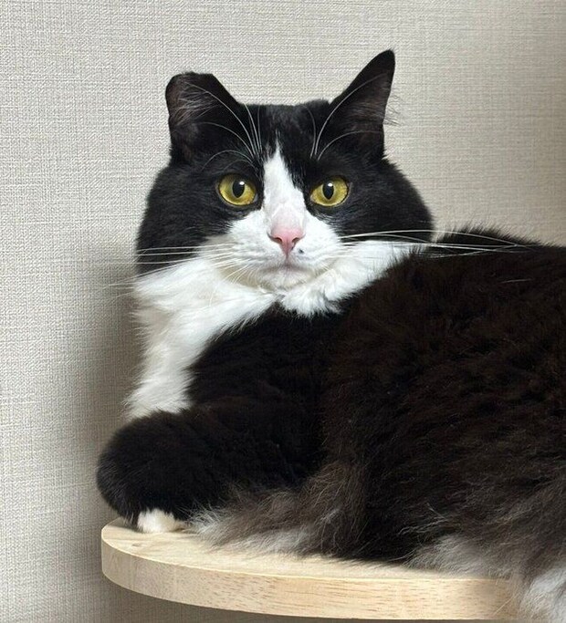 見つめるテトちゃん