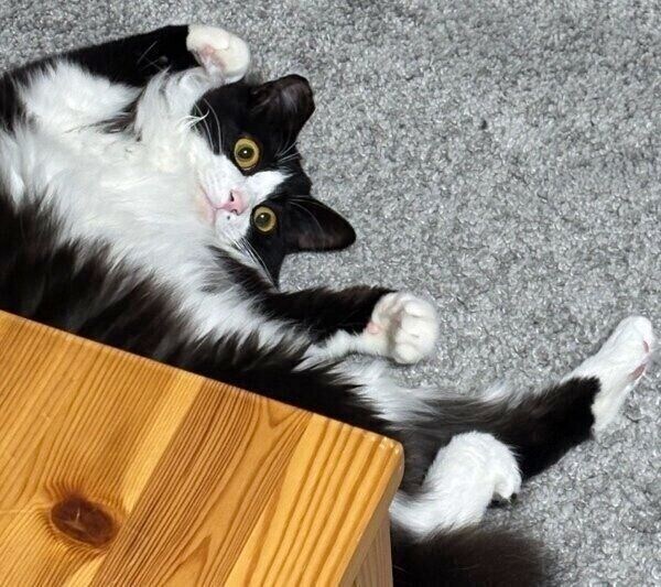 寝転がってリラックスするテトちゃん