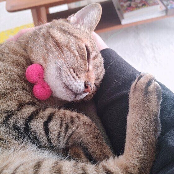 膝の上でまったりするキジトラ